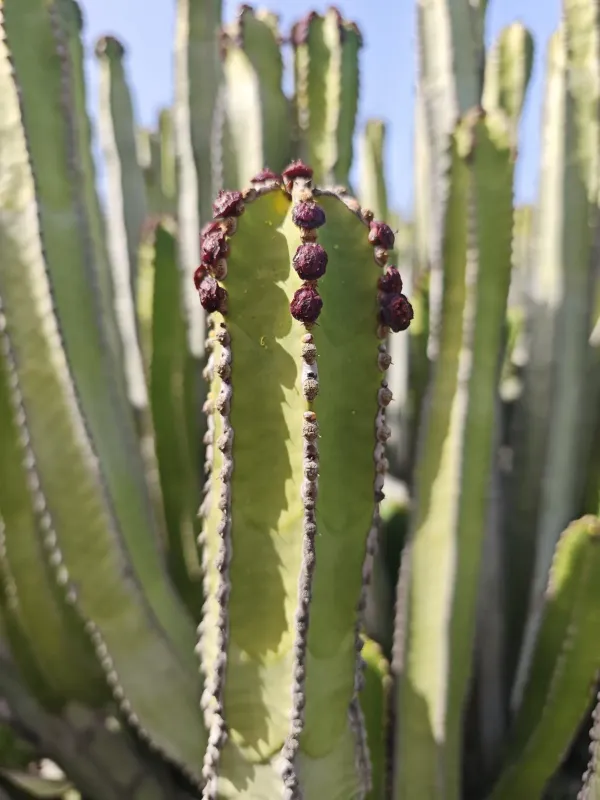 Canary Island Spurge