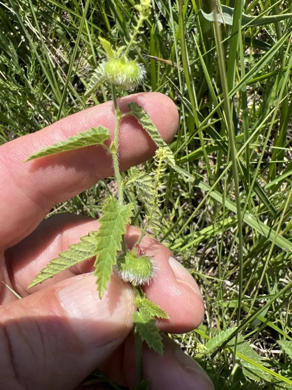 Tragia betonicifolia
