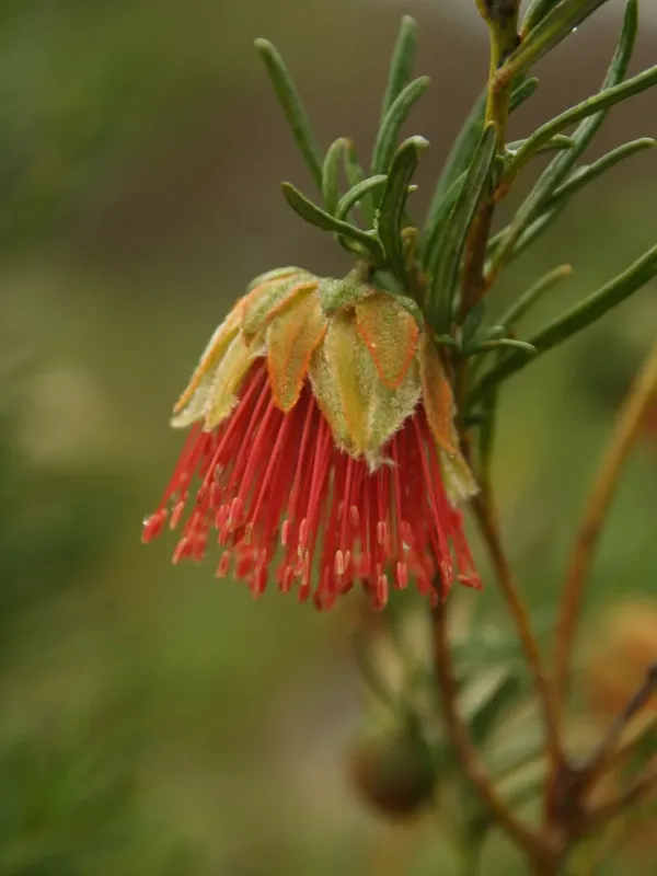 Diplolaena angustifolia