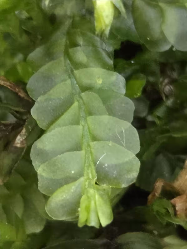 Chiloscyphus polyanthos