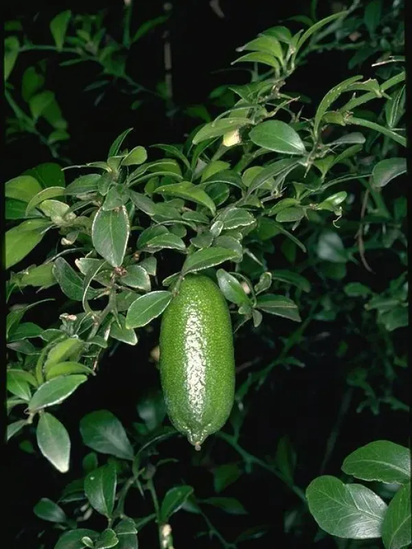 Garraway's citrus
