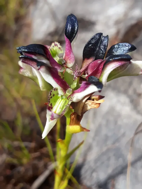 Disa bergiusii