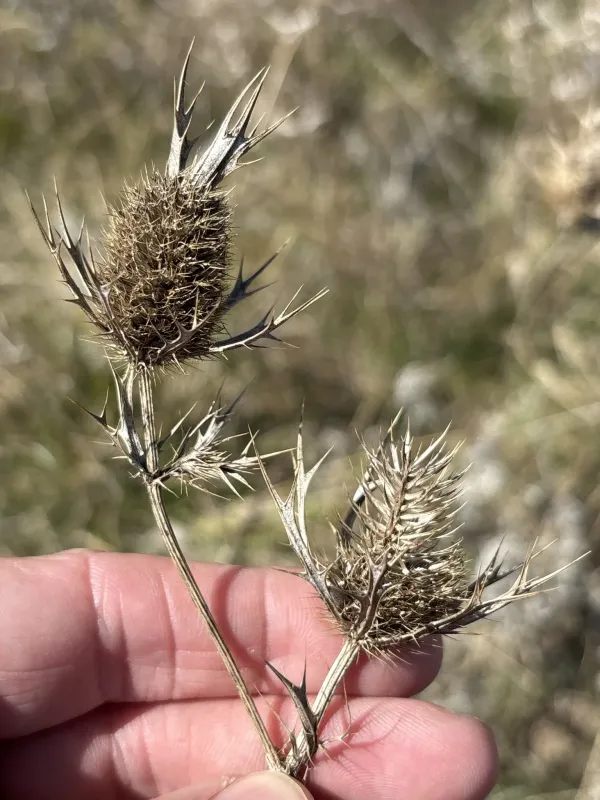 Leavenworth's eryngo