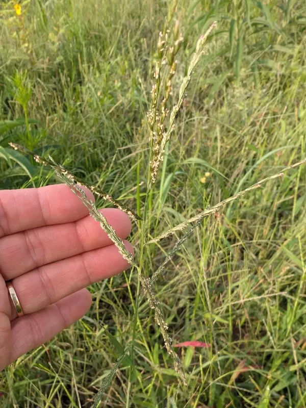 Disakisperma dubium