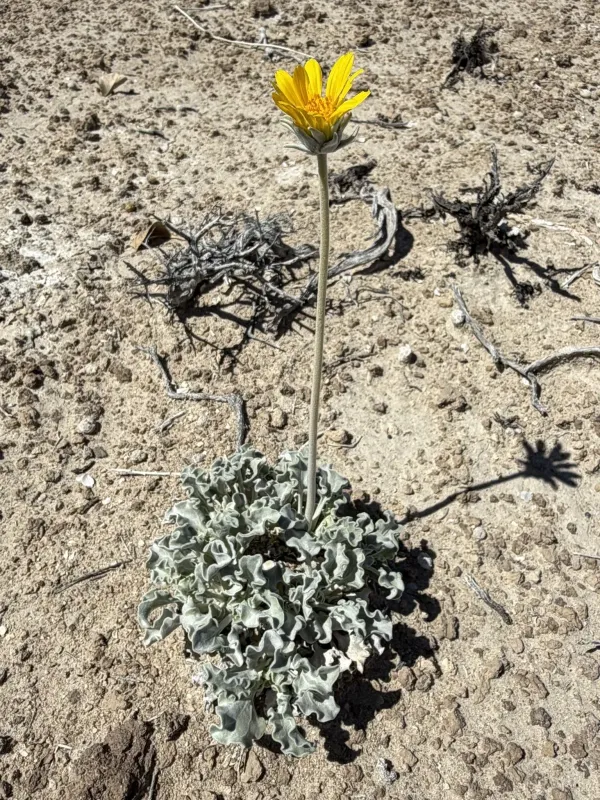 Enceliopsis nudicaulis