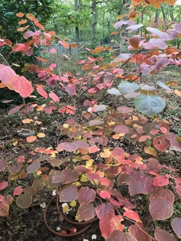 Disanthus cercidifolius
