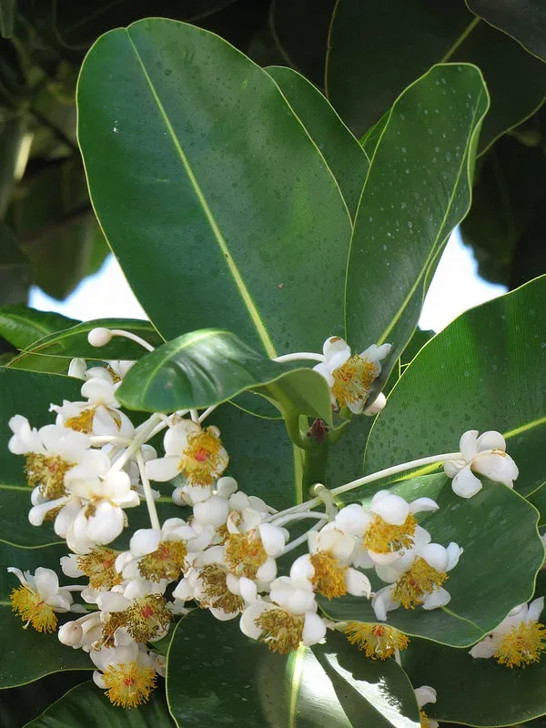 Alexandrian laurel