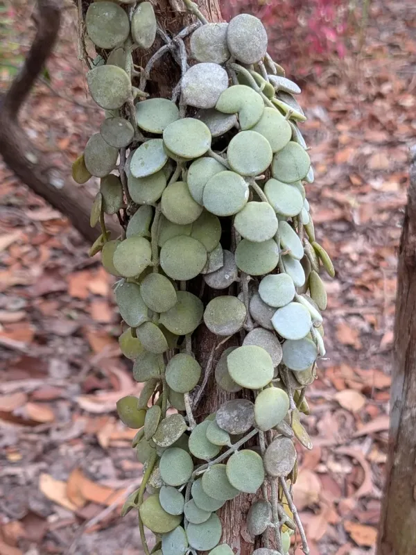 Button Orchid