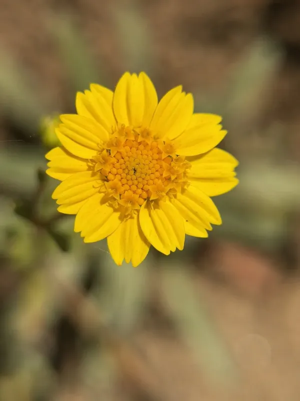 Lasthenia californica