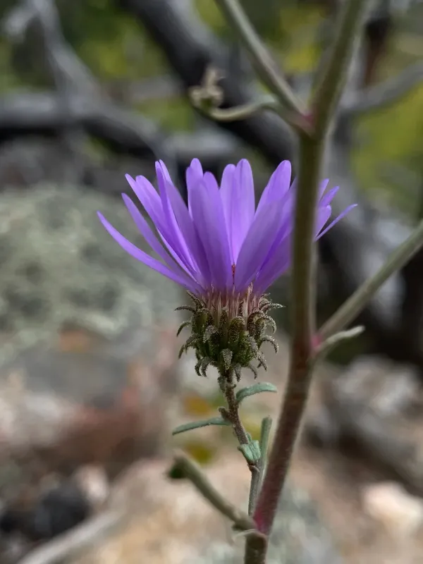 Dieteria bigelovii