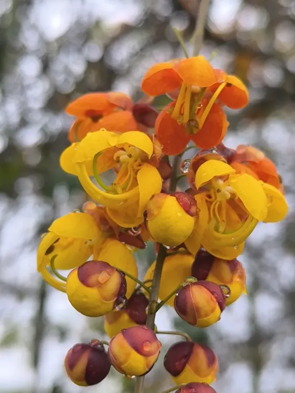 Cassia moschata