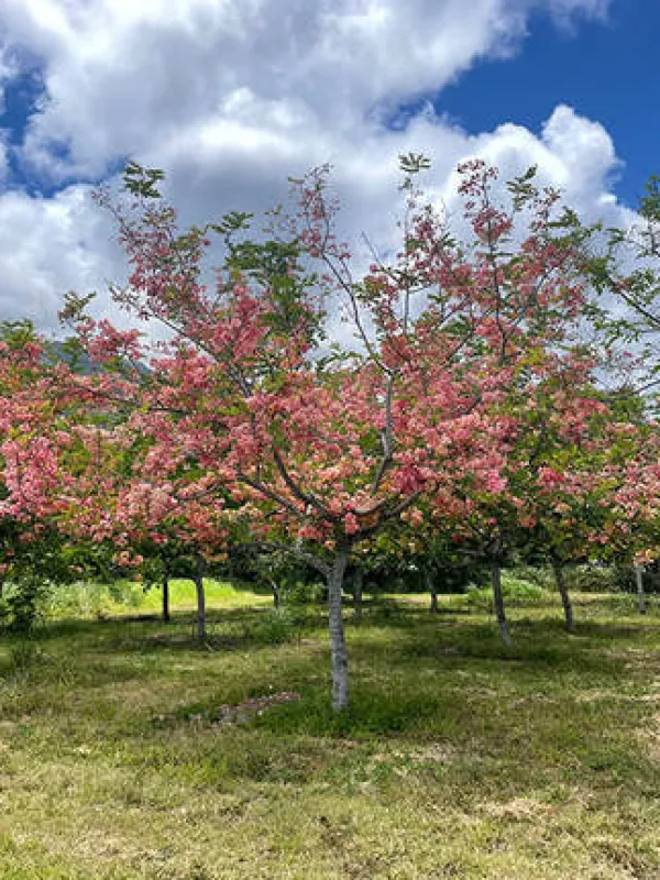 Cassia nealii