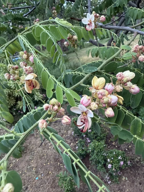 Cassia roxburghii