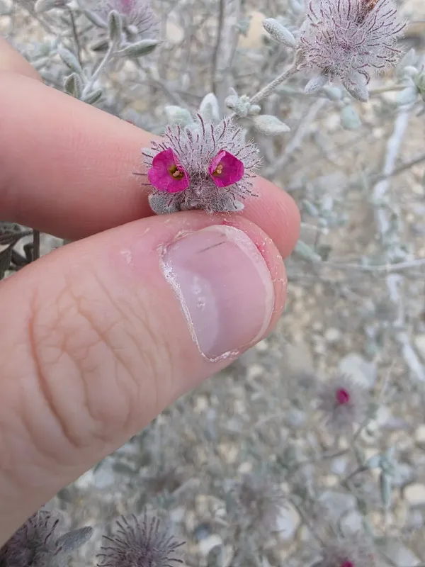 Coldenia greggii
