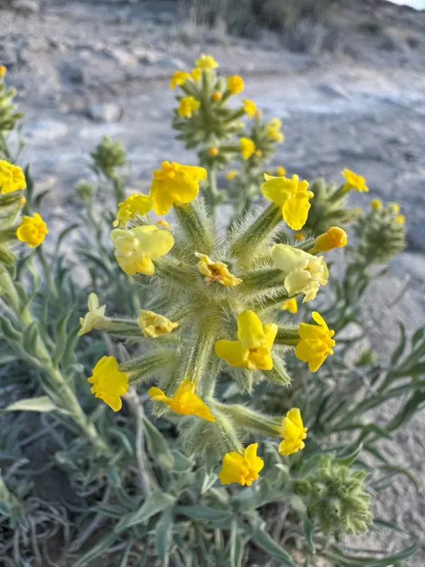 Yellow cryptantha