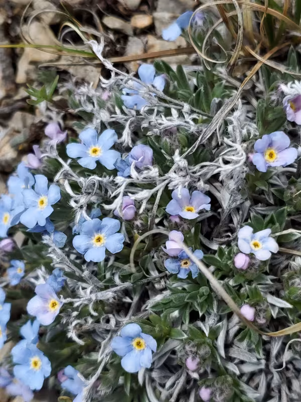 Eritrichium howardii