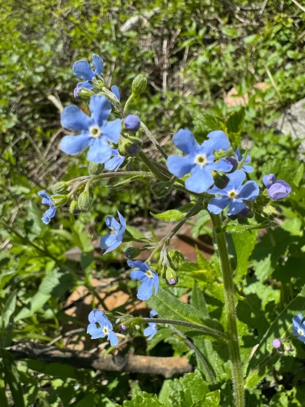 Hackelia micrantha