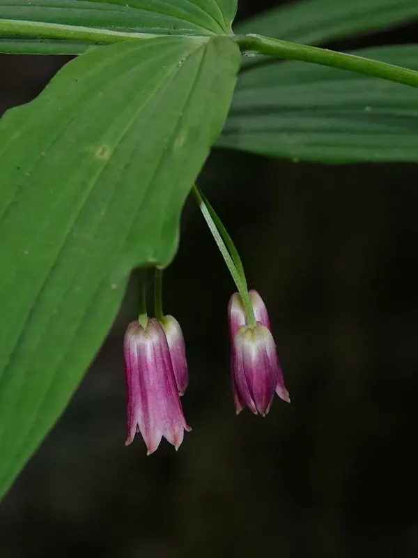 Disporum cantoniense