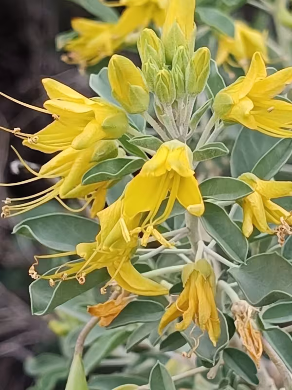 Peritoma arborea