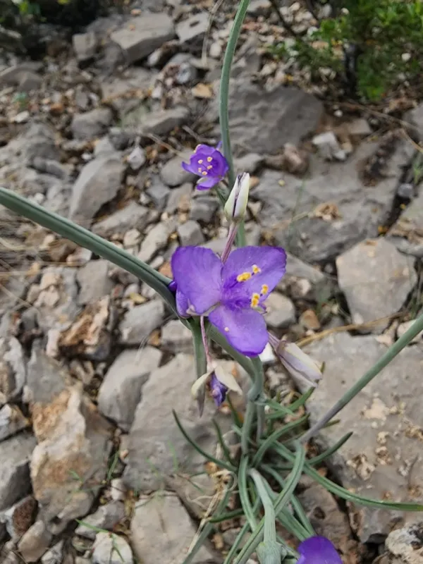 Tradescantia wrightii