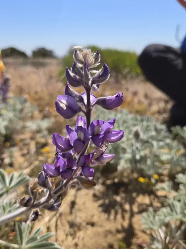 Lupinus formosus