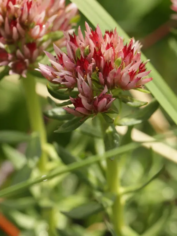 Rhodiola rhodantha
