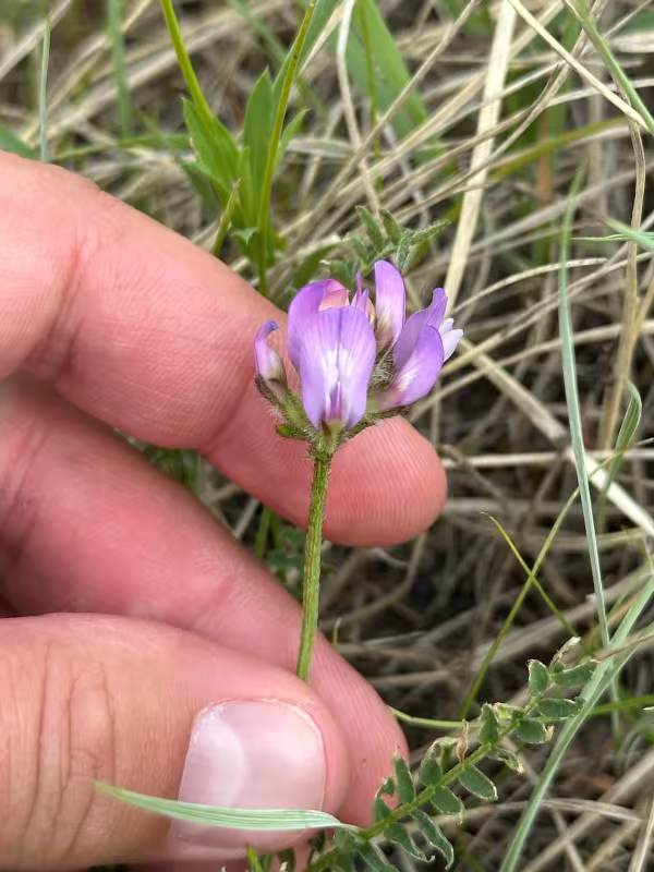 Field milkvetch