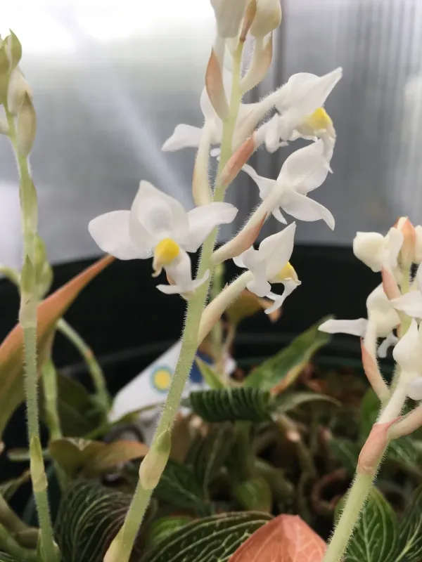 Ludisia discolor