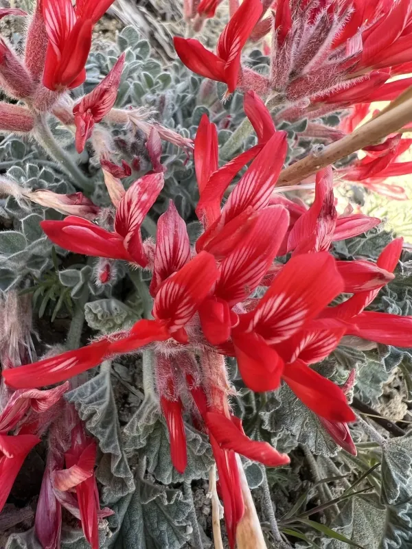 Scarlet milkvetch