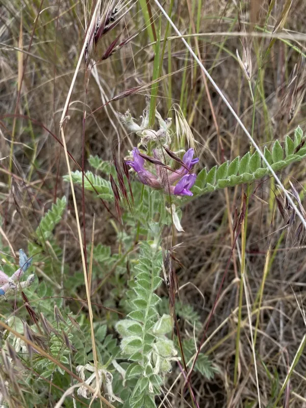Astragalus inflexus