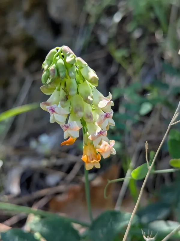 Sulfur-yellow pea