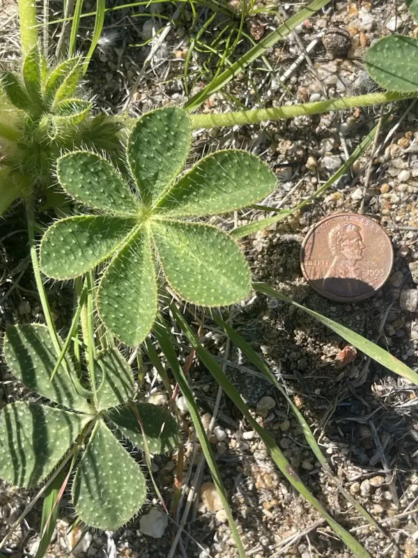 Lupinus hirsutissimus