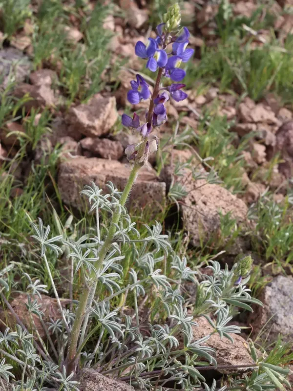 Lupinus sparsiflorus