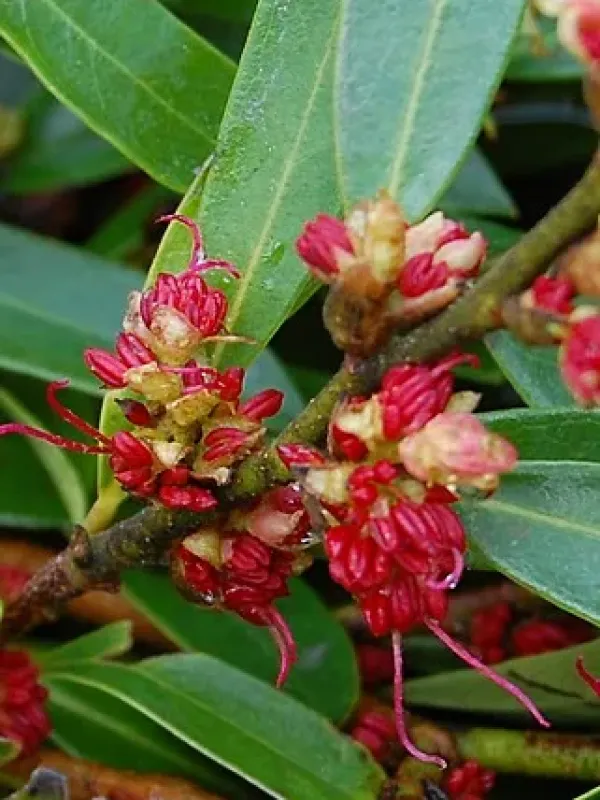 Distylium myricoides