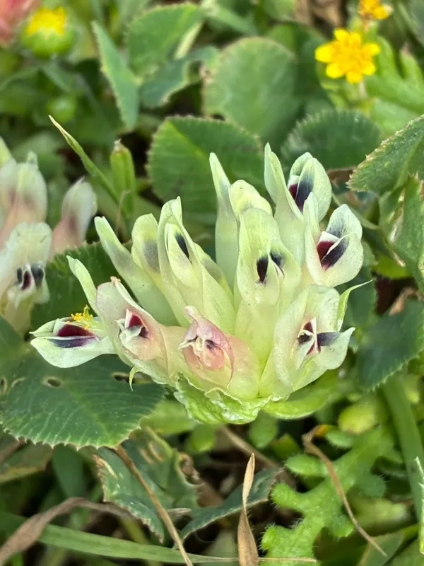 Buffalo clover
