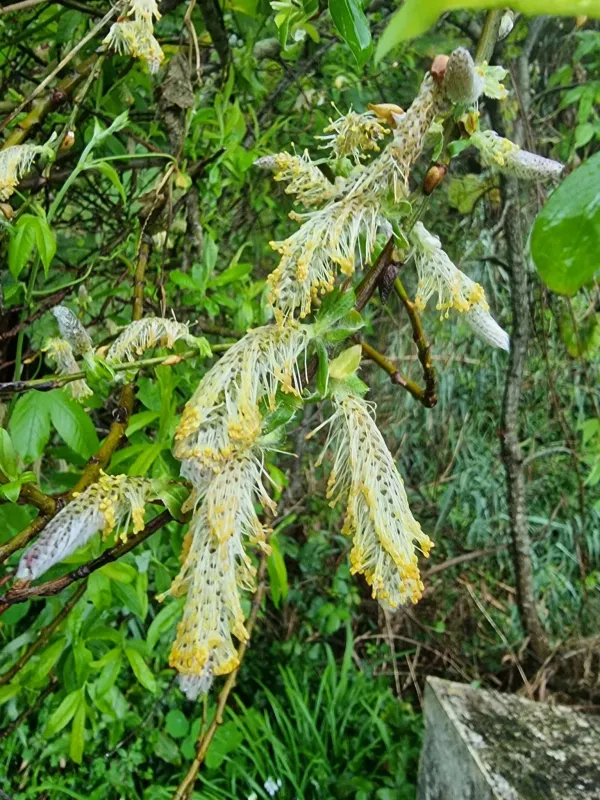 Canary willow