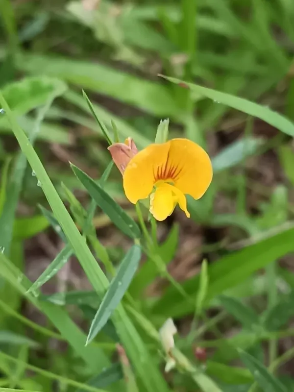 Zornia gemella