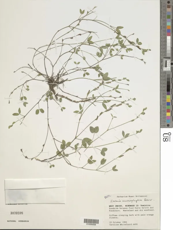 Zornia microphylla