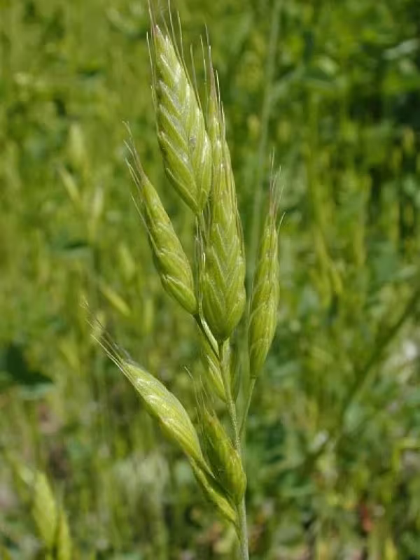 Bromus pseudothominii