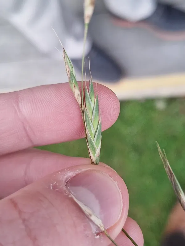 Bromus stamineus