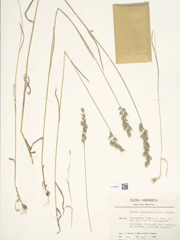 Bromus pseudosecalinus