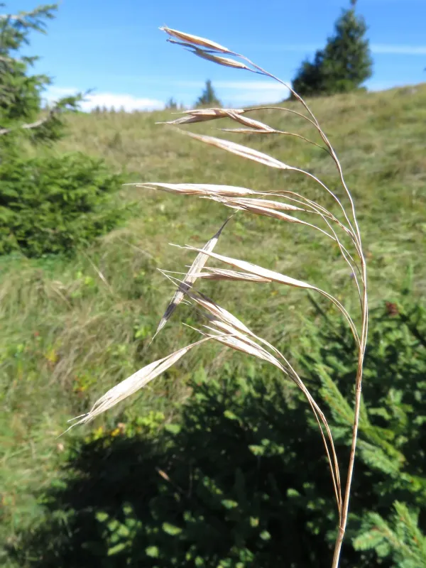 Pannonian brome