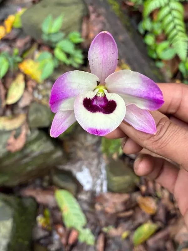 Dendrobium nobile