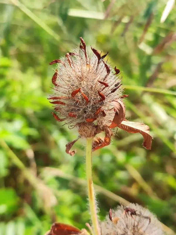 Spreading clover