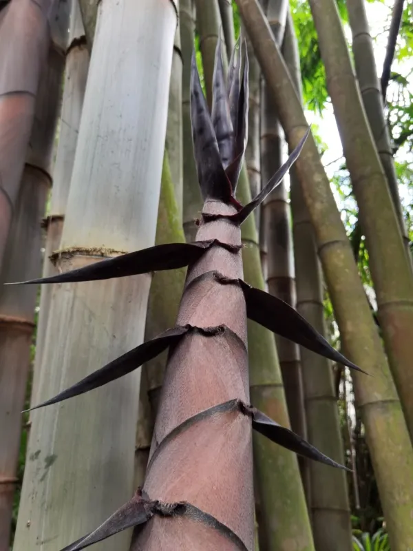 Dendrocalamus asper