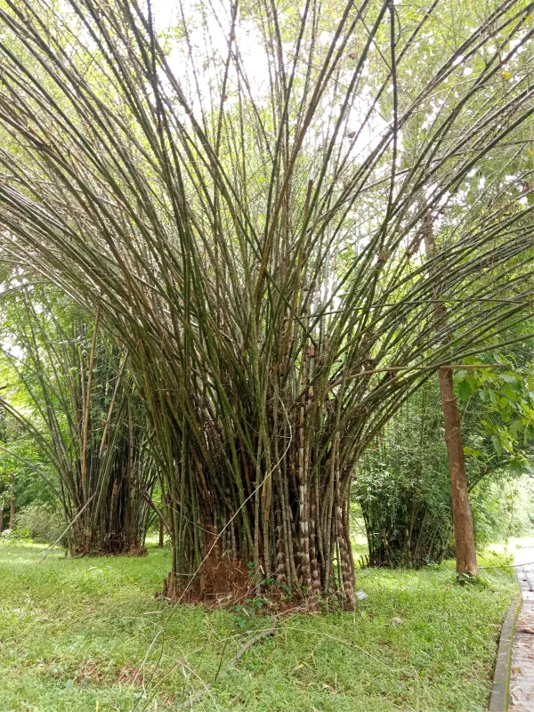 Dendrocalamus strictus