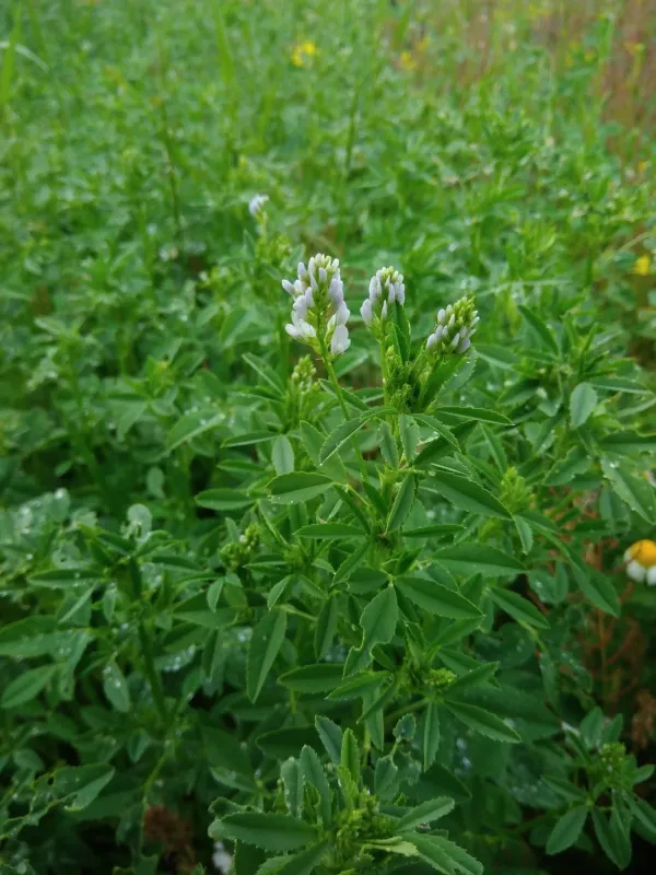 Trigonella procumbens
