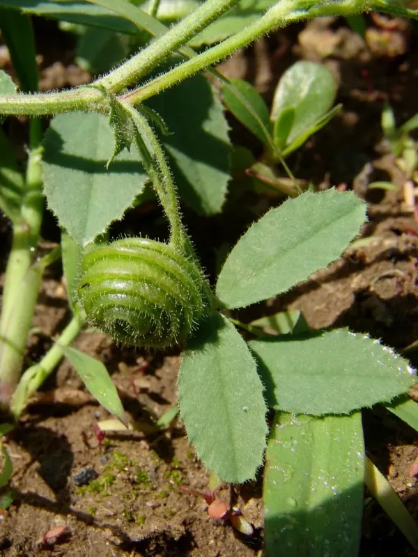 Medicago soleirolii