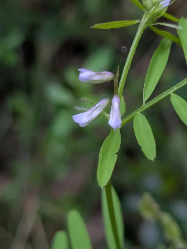 Vicia loiseleurii