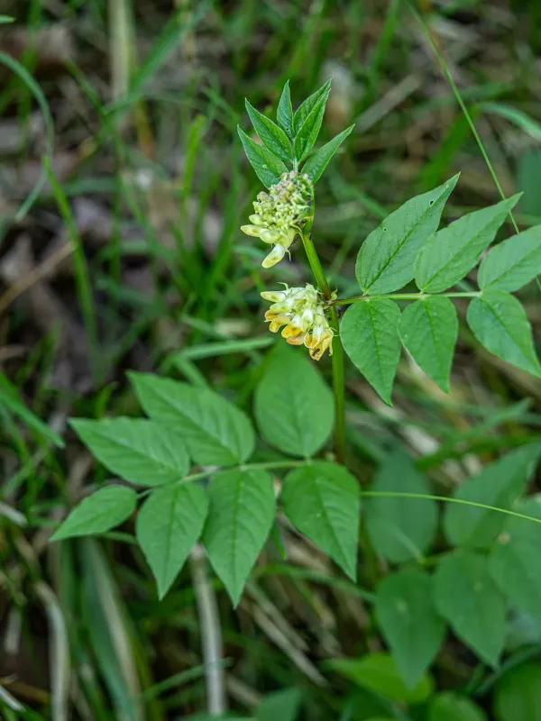Vicia oroboides